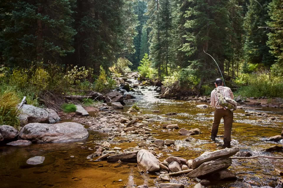 Fly fisherman standing in small creek in Colorado surrounded by trees